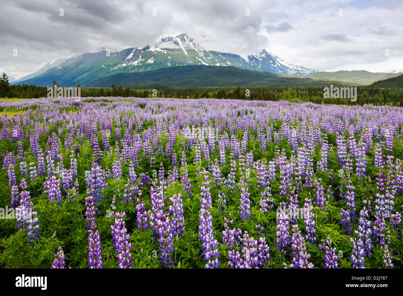 Lupin arctique, Lupinus arcticus, fleurs violettes en fleurs, péninsule de Kenai, forêt de Chugach NAT'l, Alaska, montagne de Sheep au-delà. Banque D'Images