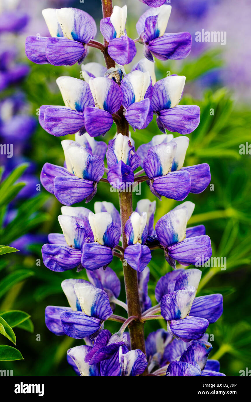 Lupin arctique, Lupinus arcticus, fleurs de pourpre fleur près de diviser, péninsule de Kenai, Alaska, la Forêt Nationale de Chugach, USA Banque D'Images