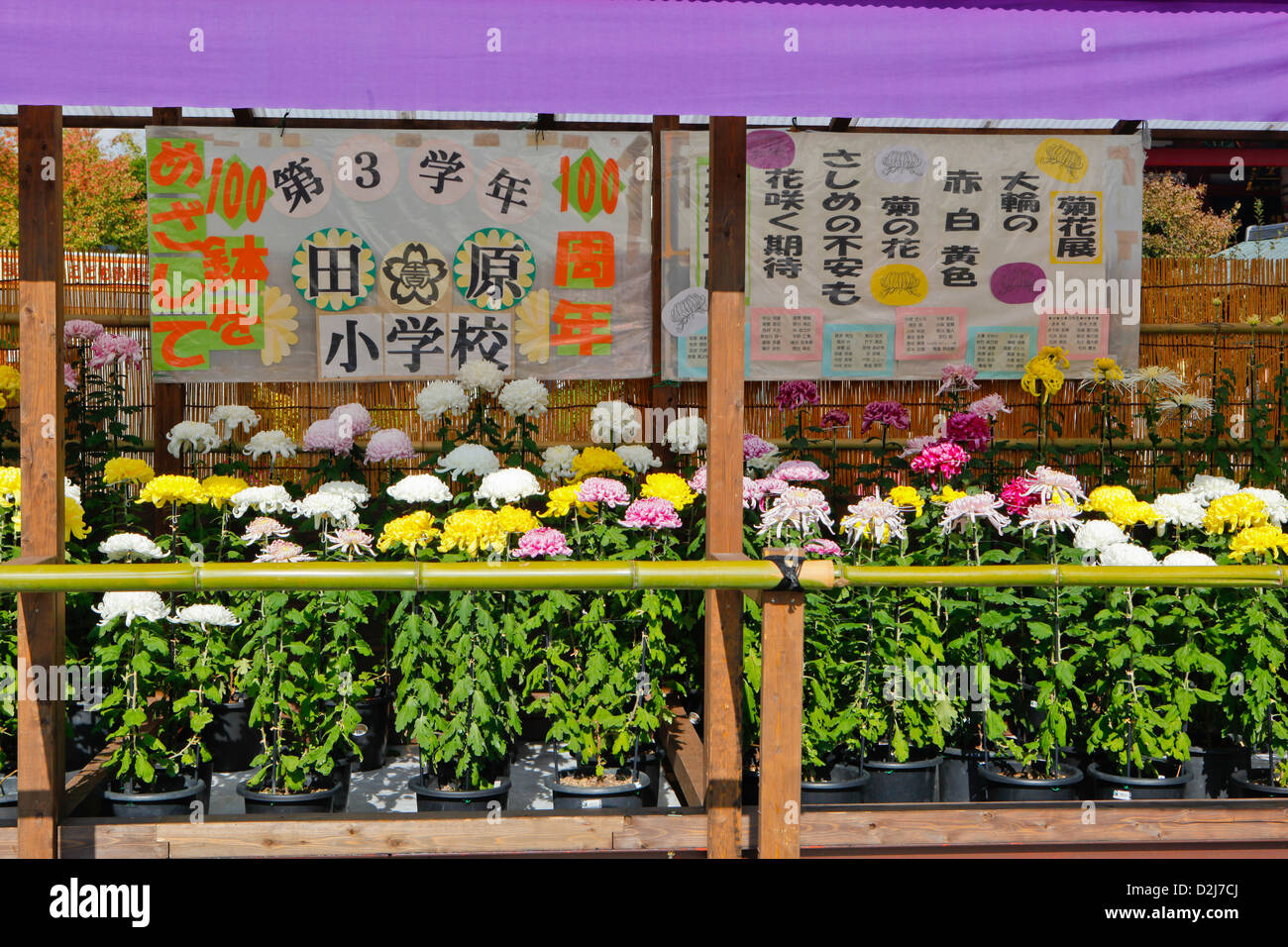 Fleur de chrysanthème afficher Banque D'Images