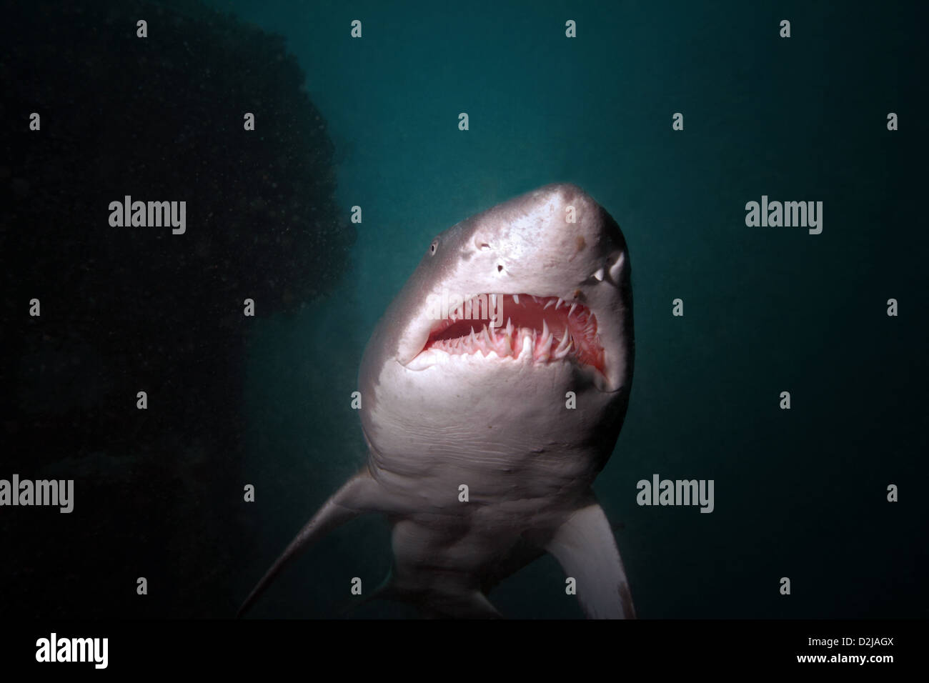 Une grande femelle sand tiger shark cruises surcharge sur le naufrage de l'Hyde au large de la côte de la Wilmington, Caroline du Nord USA Banque D'Images