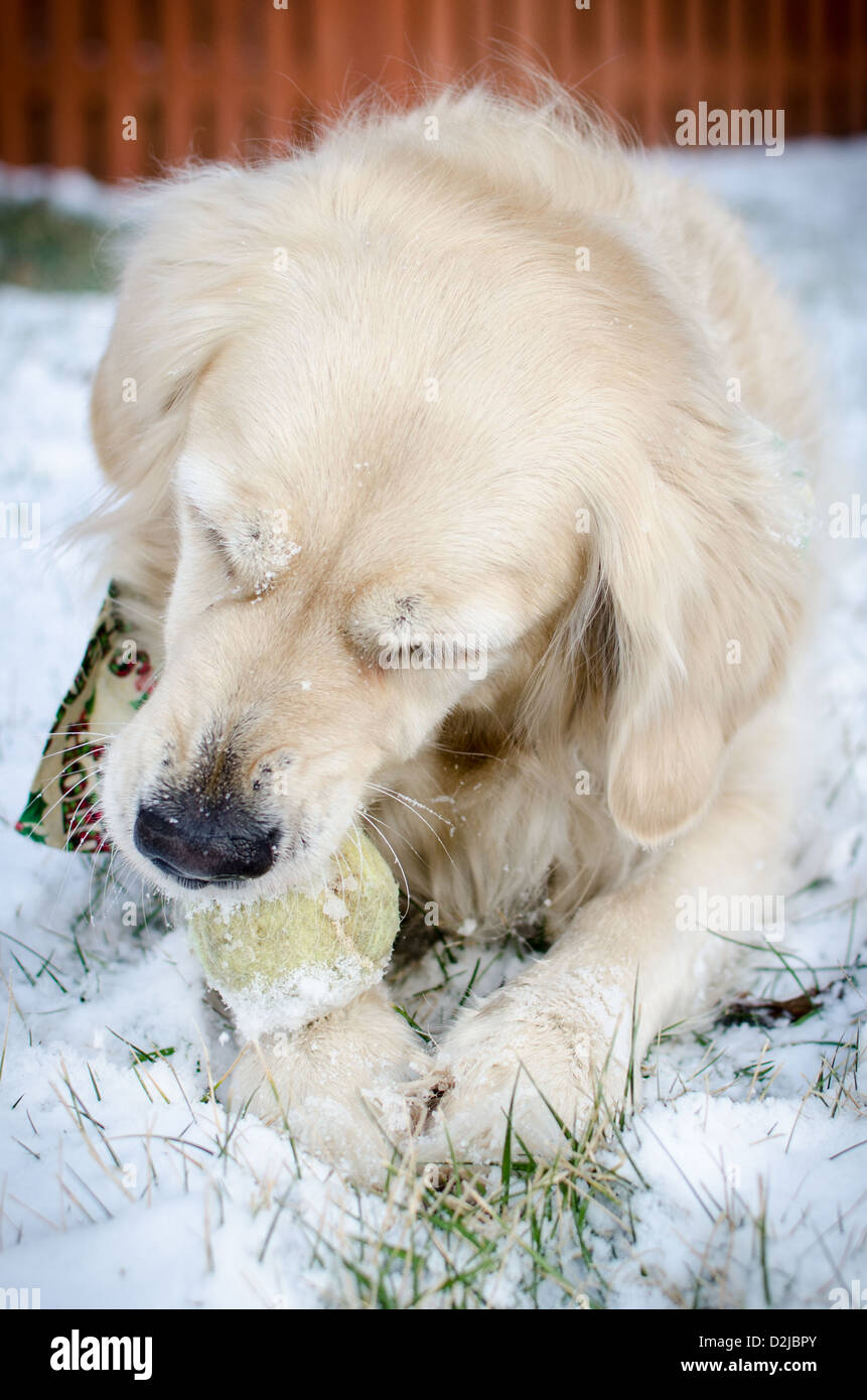 "Chispa" le Golden Retriever jouant avec une balle de tennis dans la neige Banque D'Images