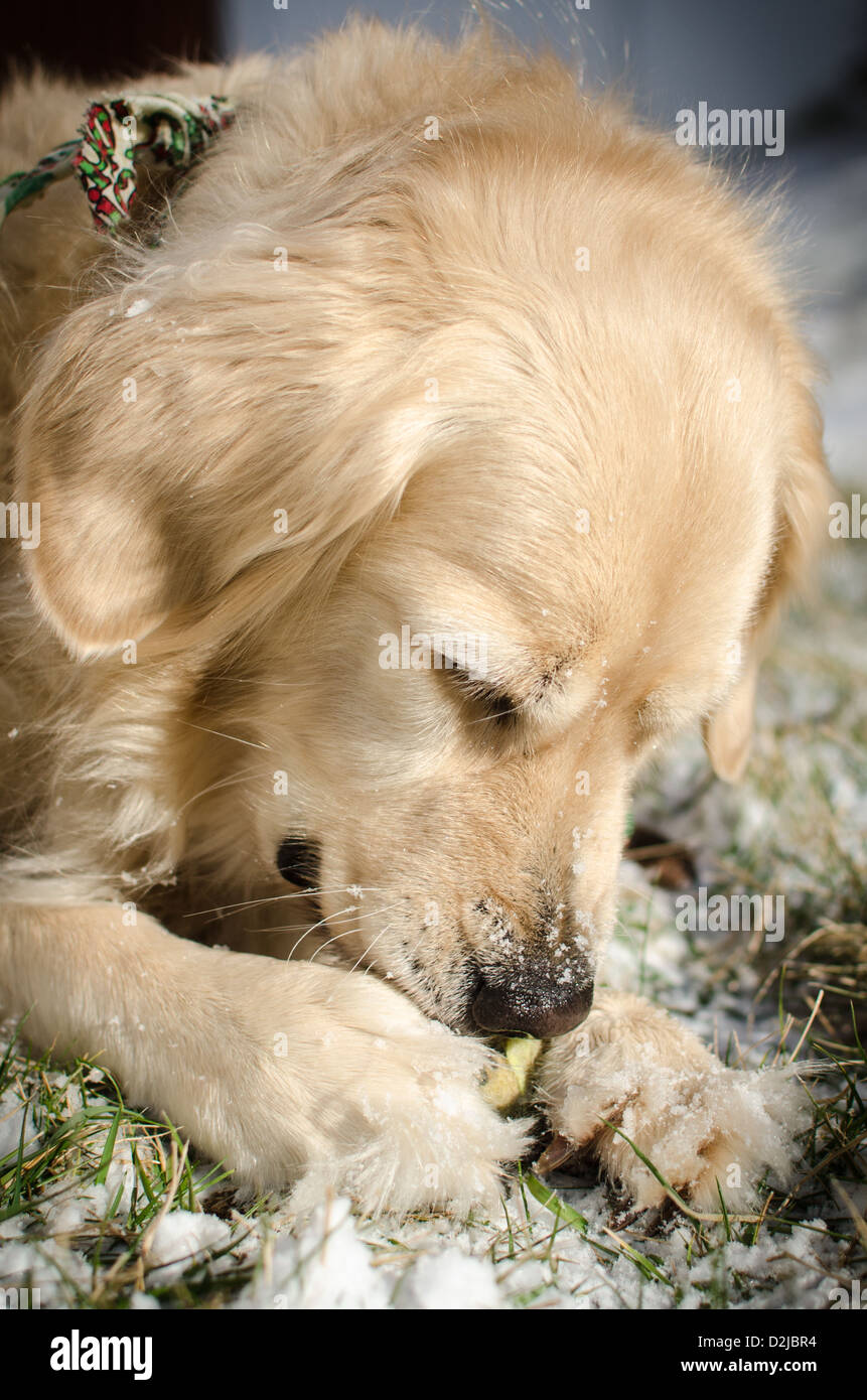 "Chispa" le Golden Retriever jouant avec une balle de tennis dans la neige Banque D'Images
