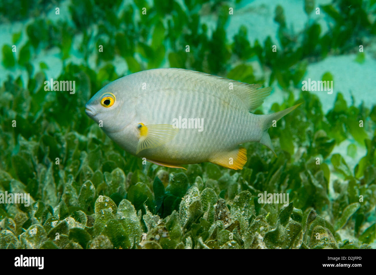 Coral Sea Gregory (Stegastes gascoynei) à une profondeur de 8m, Erscott Trou du Nord, l'île Lord Howe, New South Wales, Australie Banque D'Images