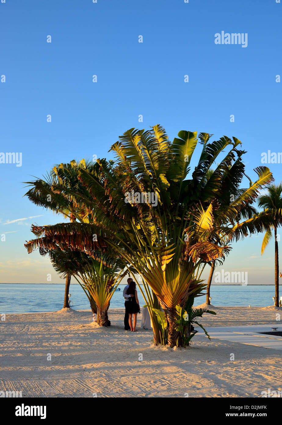 Palmiers sur une jolie plage. En Floride, aux États-Unis. Banque D'Images