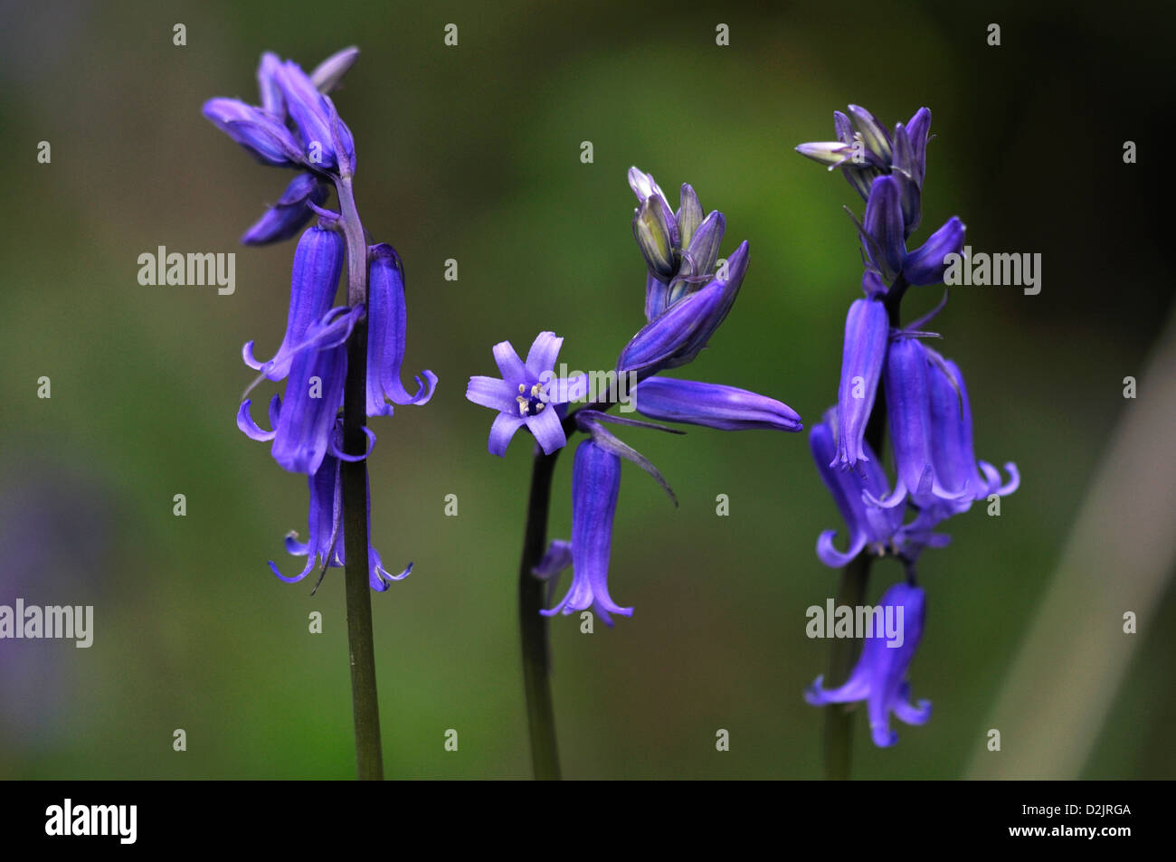 Bluebell flowers dans hedgebank. Dorset, UK Mai 2012 Banque D'Images