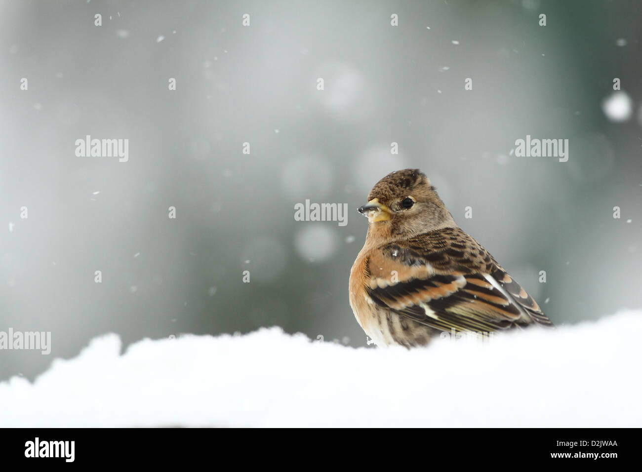 Pinson dans la neige Banque D'Images