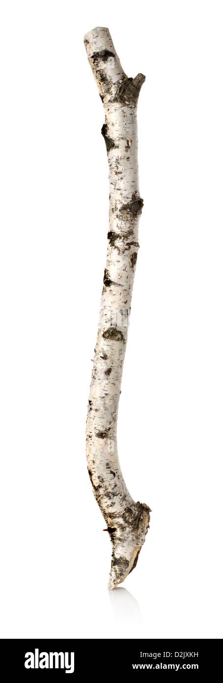 Tronc ou branche d'un bouleau isolé sur fond blanc Banque D'Images