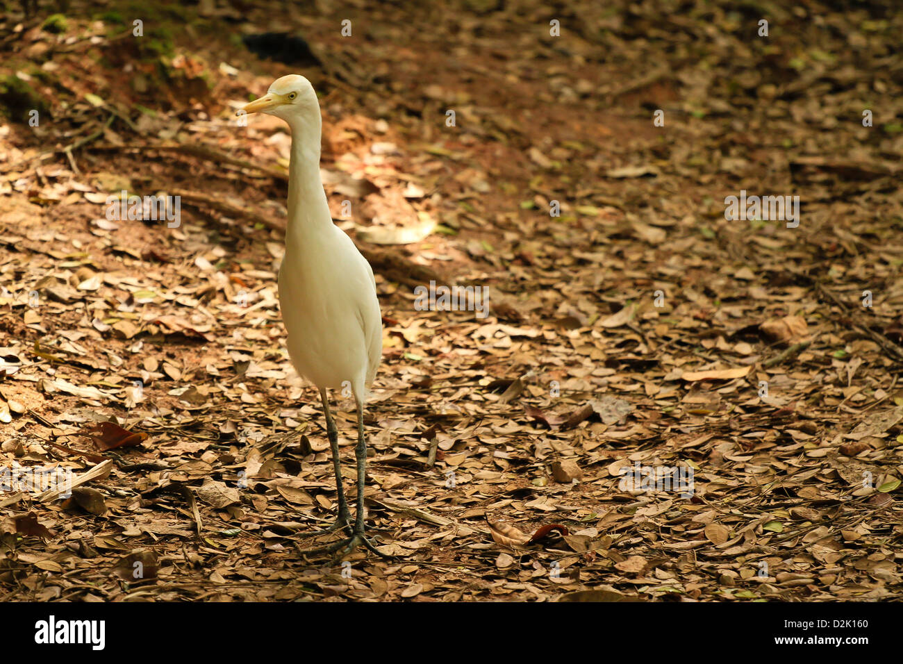 Un oiseau blanc se tenant sur le sol de feuilles Banque D'Images