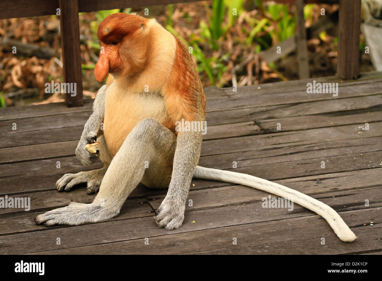 Proboscis Monkey Sitting sur la plate-forme en bois Banque D'Images