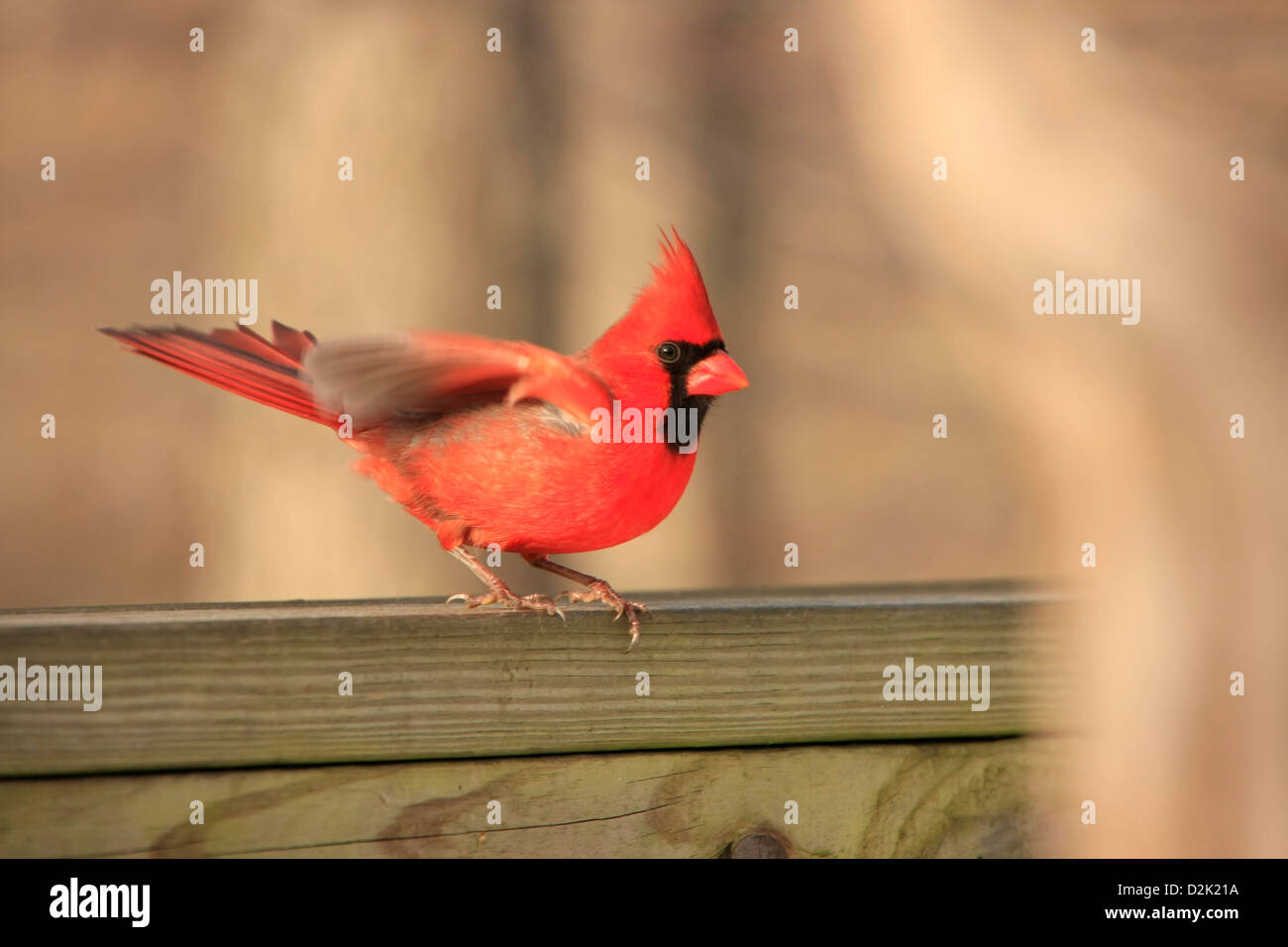 Cardinal rouge (Cardinalis cardinalis) Banque D'Images