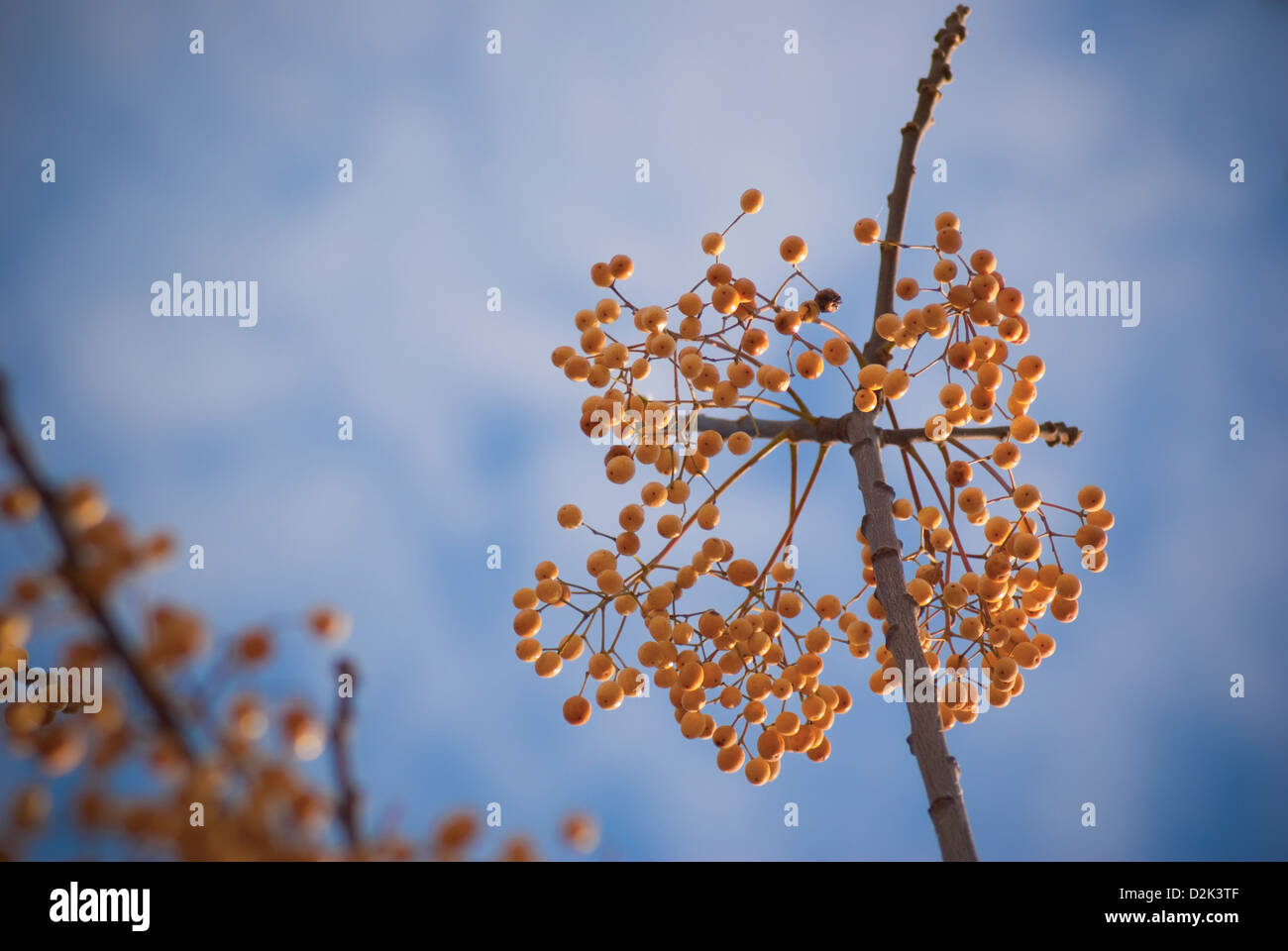 Melia Azedarach de fruits toxiques Banque D'Images