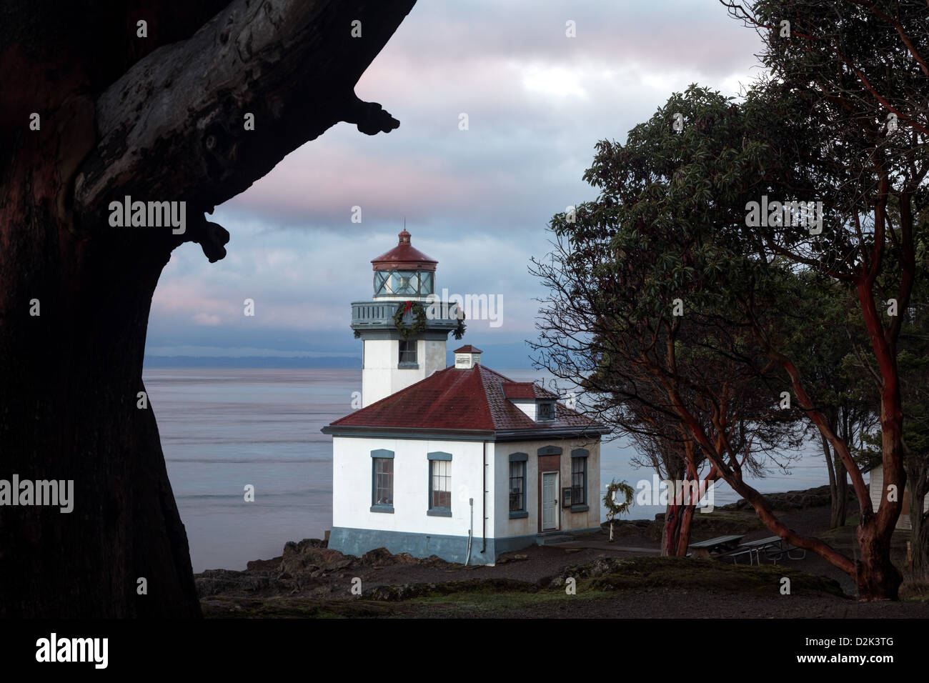 Phare de four à chaux encadré par Madrone du Pacifique à l'aube, Washington Banque D'Images