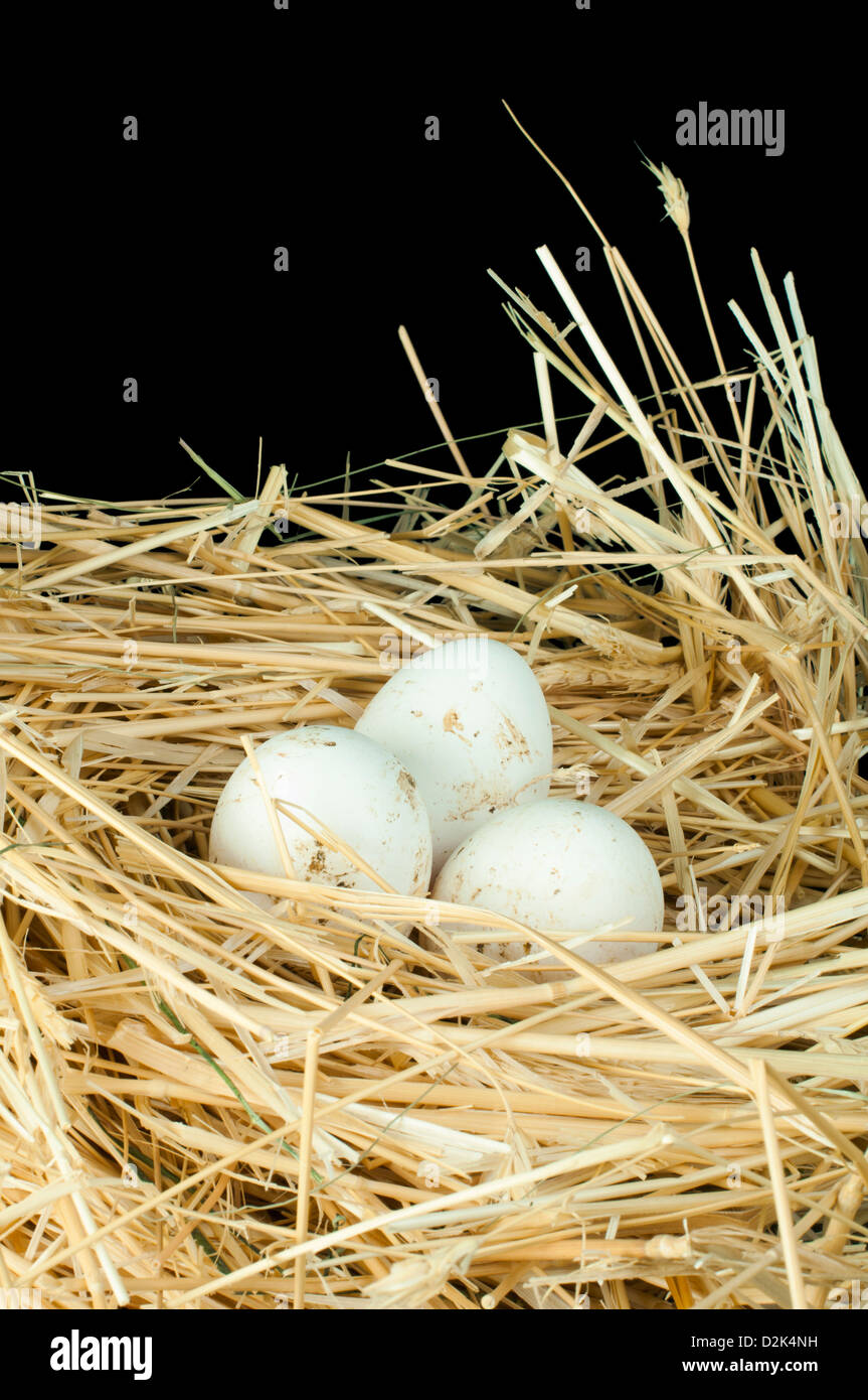 Oeufs blanc biologique de la ferme. Oeufs dans un nid de paille Banque D'Images