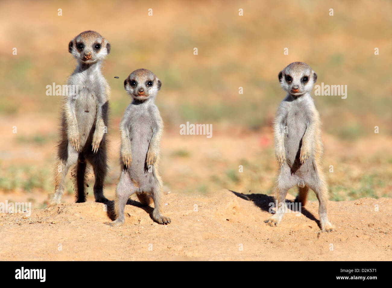 Mignon les bébés suricates (Suricata suricatta), désert du Kalahari, Afrique du Sud Banque D'Images