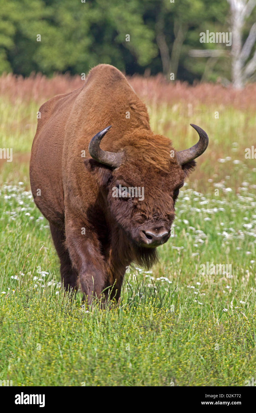 Bison d'Europe / Bison bonasus Banque D'Images