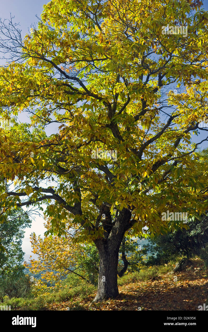 Chataignier avec les feuilles d'automne Banque D'Images