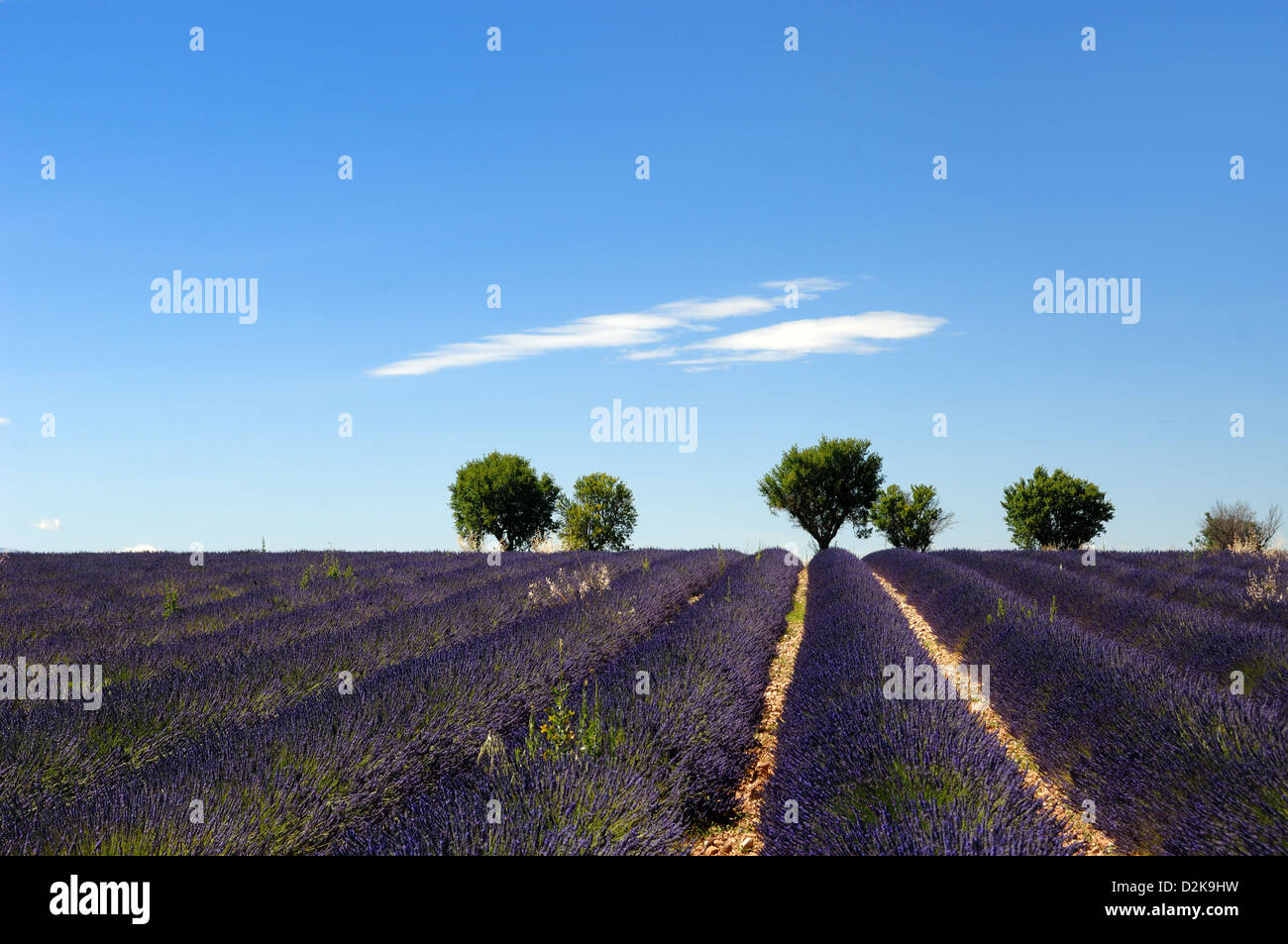 Champs de lavande, rangées de lavande et paysage sur le plateau de Valensole Alpes-de-haute-Provence Provence Provence France Banque D'Images