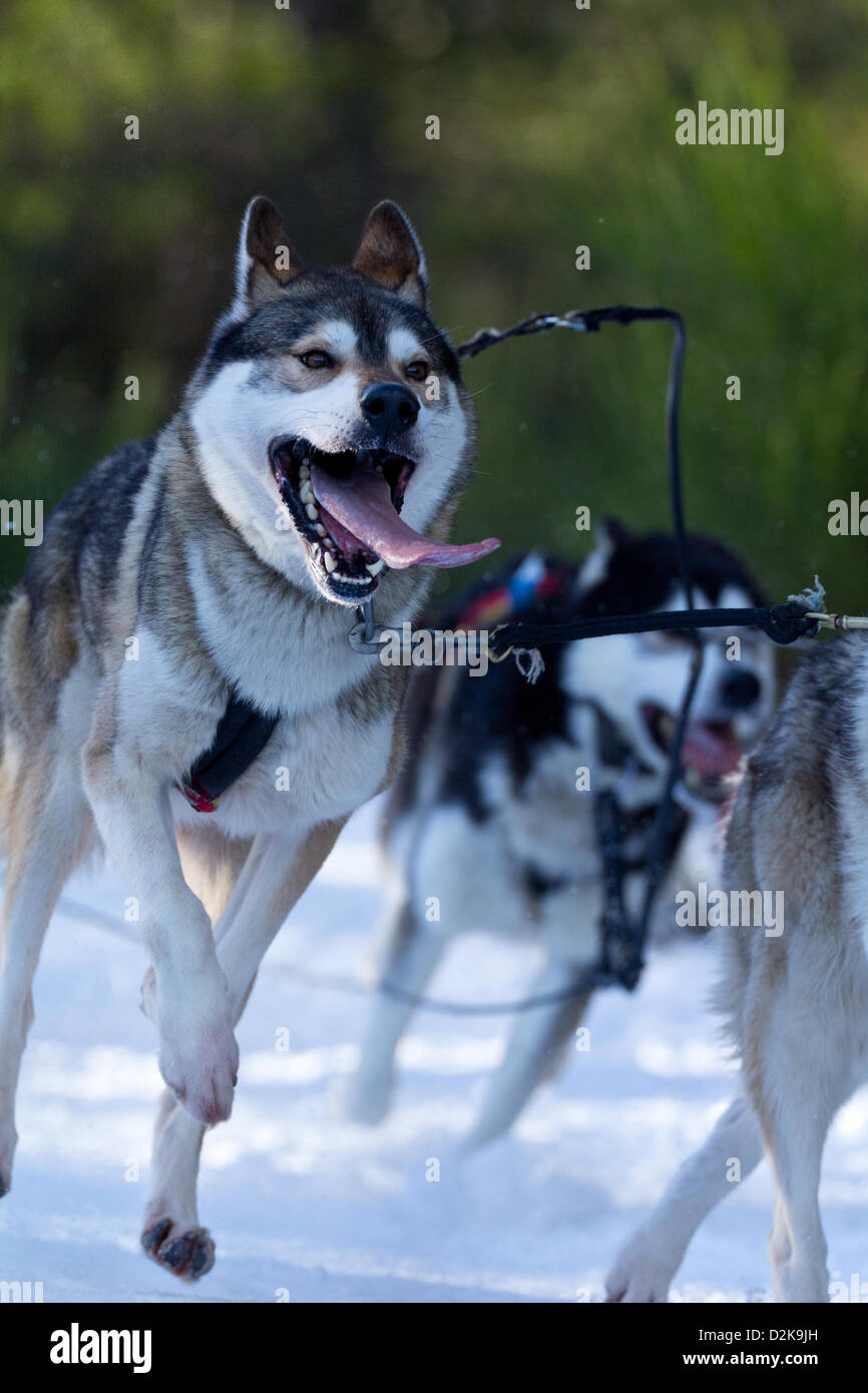 Aviemore, UK. 26 janvier, 2013. Siberian Huskies tirer un traîneau dans la 30e cérémonie annuelle de Aviemore Sled Dog Rallye. Plus de mille chiens de traîneau prendront part cette semaine. Banque D'Images