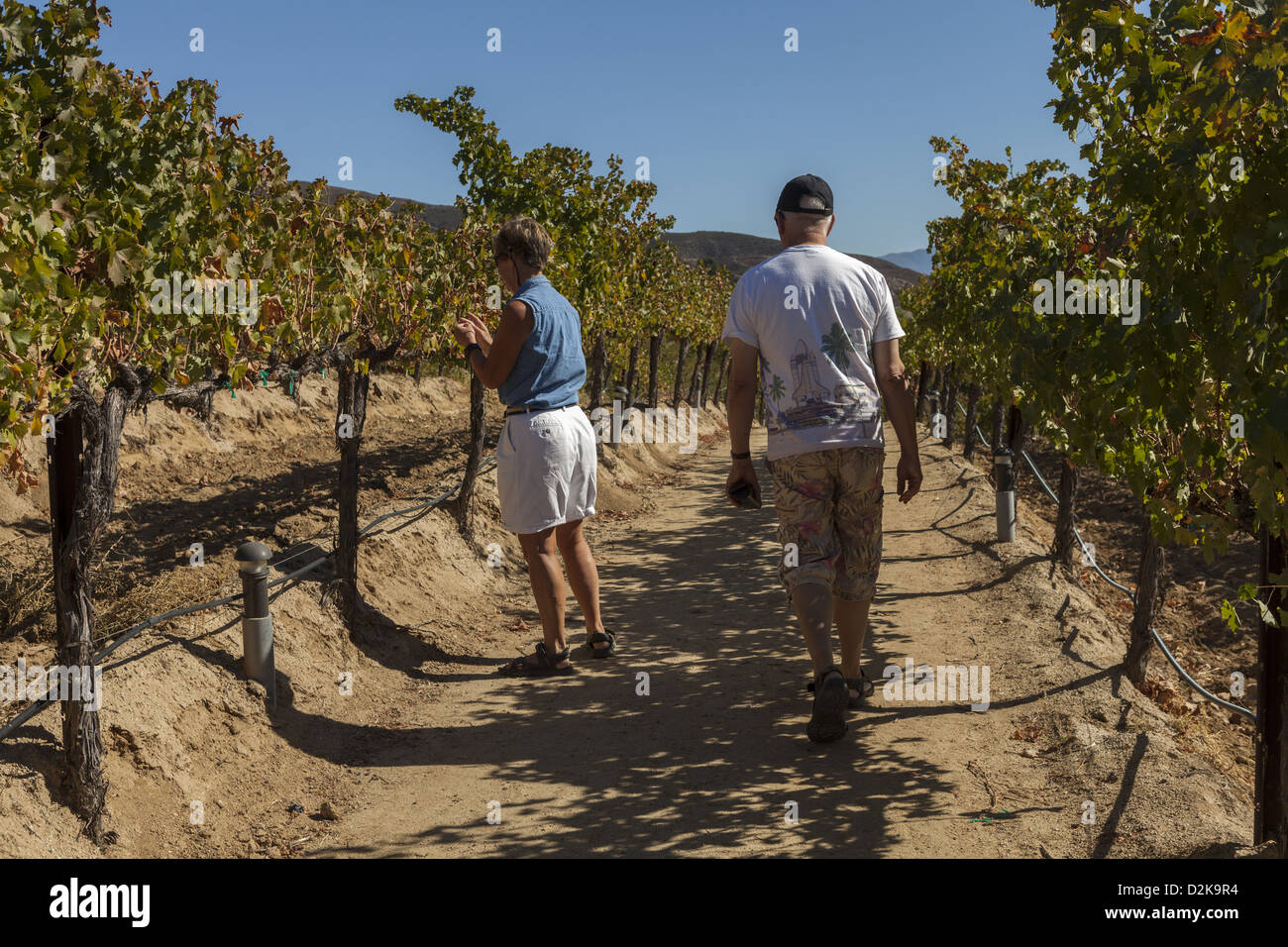 Deux personnes se promènent dans la vigne à Leoness Winery dans le sud du pays vin californien de Temecula USA Banque D'Images