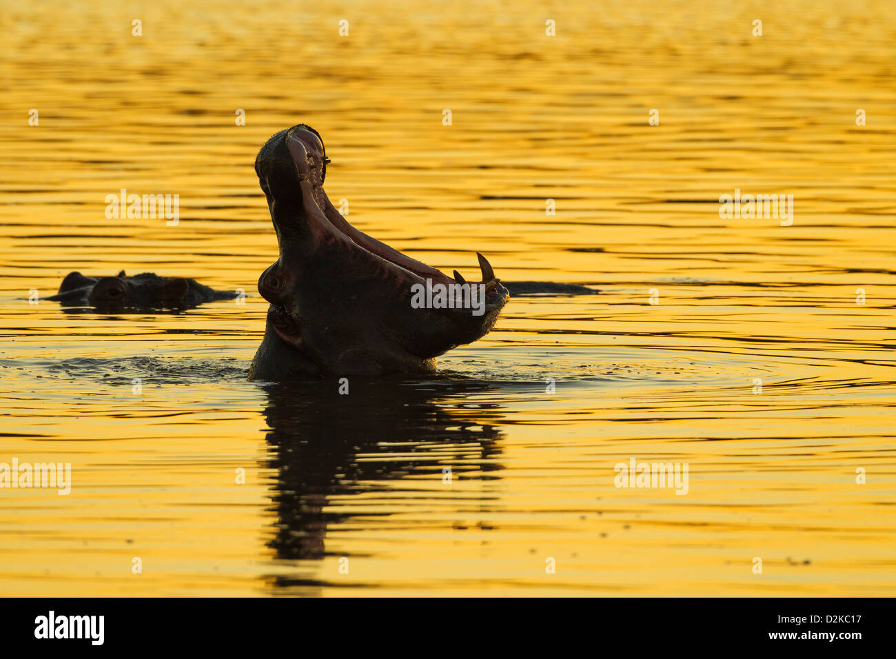 Silhouette d'un hippopotame baillant dans la lumière du soir d'or Banque D'Images