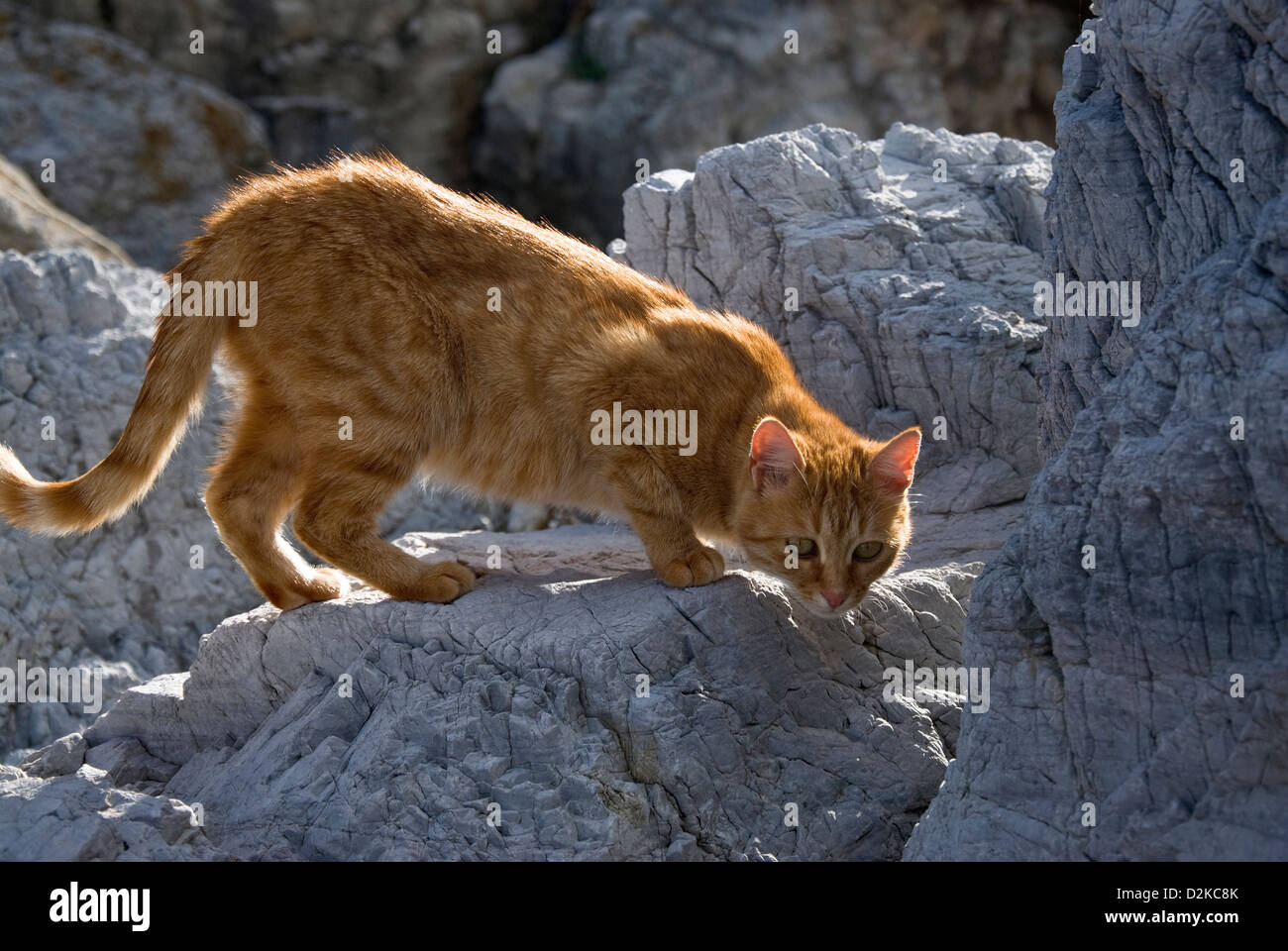 Le gingembre cat se cache dans les rochers Banque D'Images