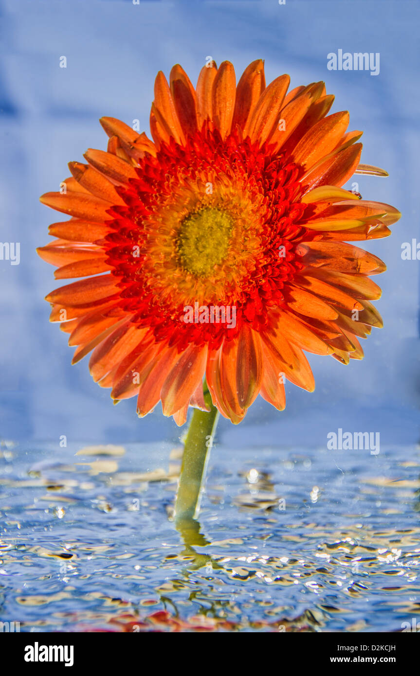 Gerbera incroyable dans l'eau avec réflexion et de couleurs étonnantes Banque D'Images