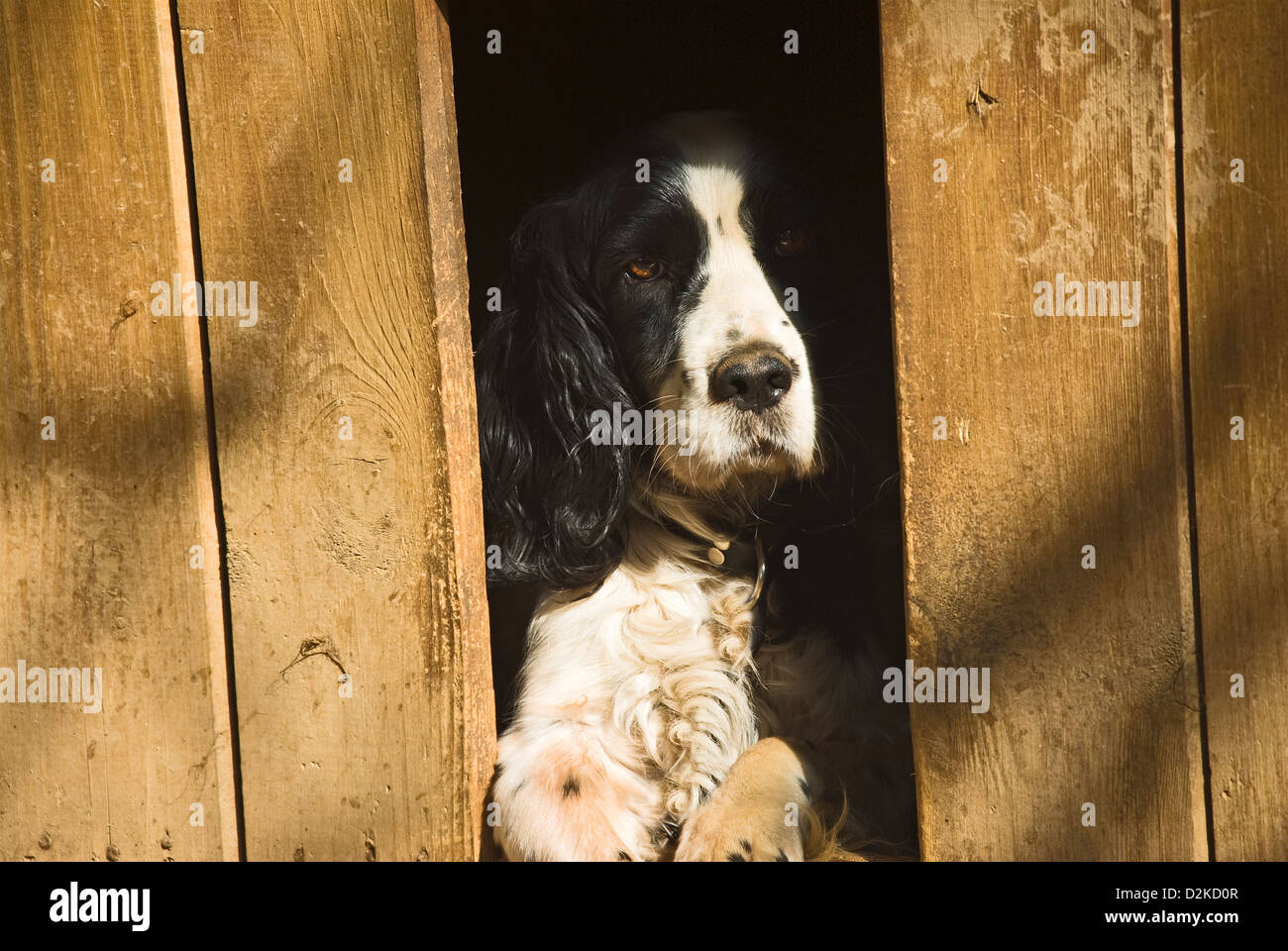 Top 10 Des Chiens De Chasse