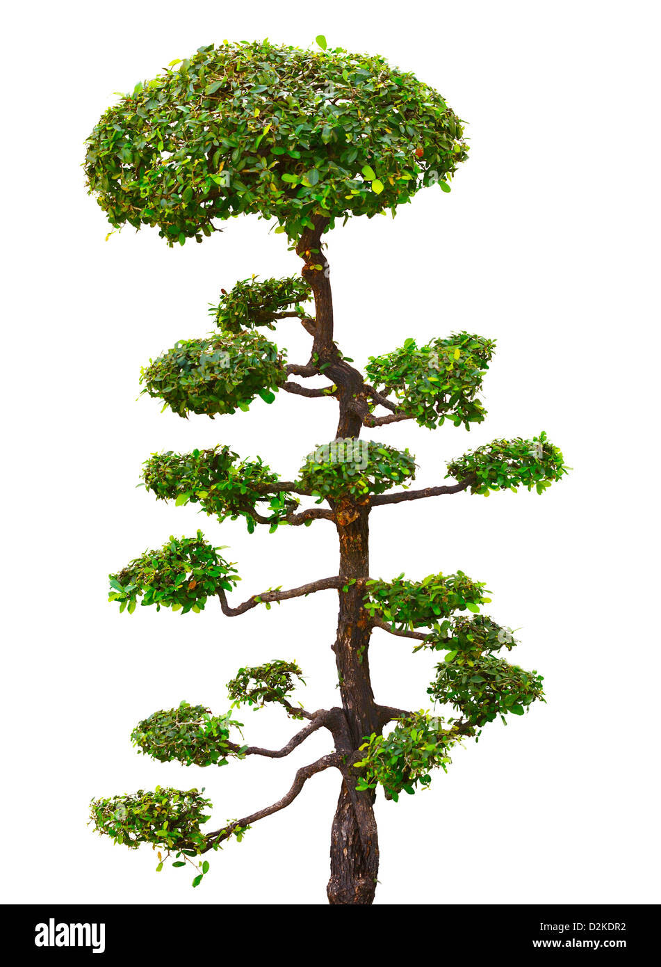 Plein air décoration bonsaï arbre isolé sur fond blanc Banque D'Images