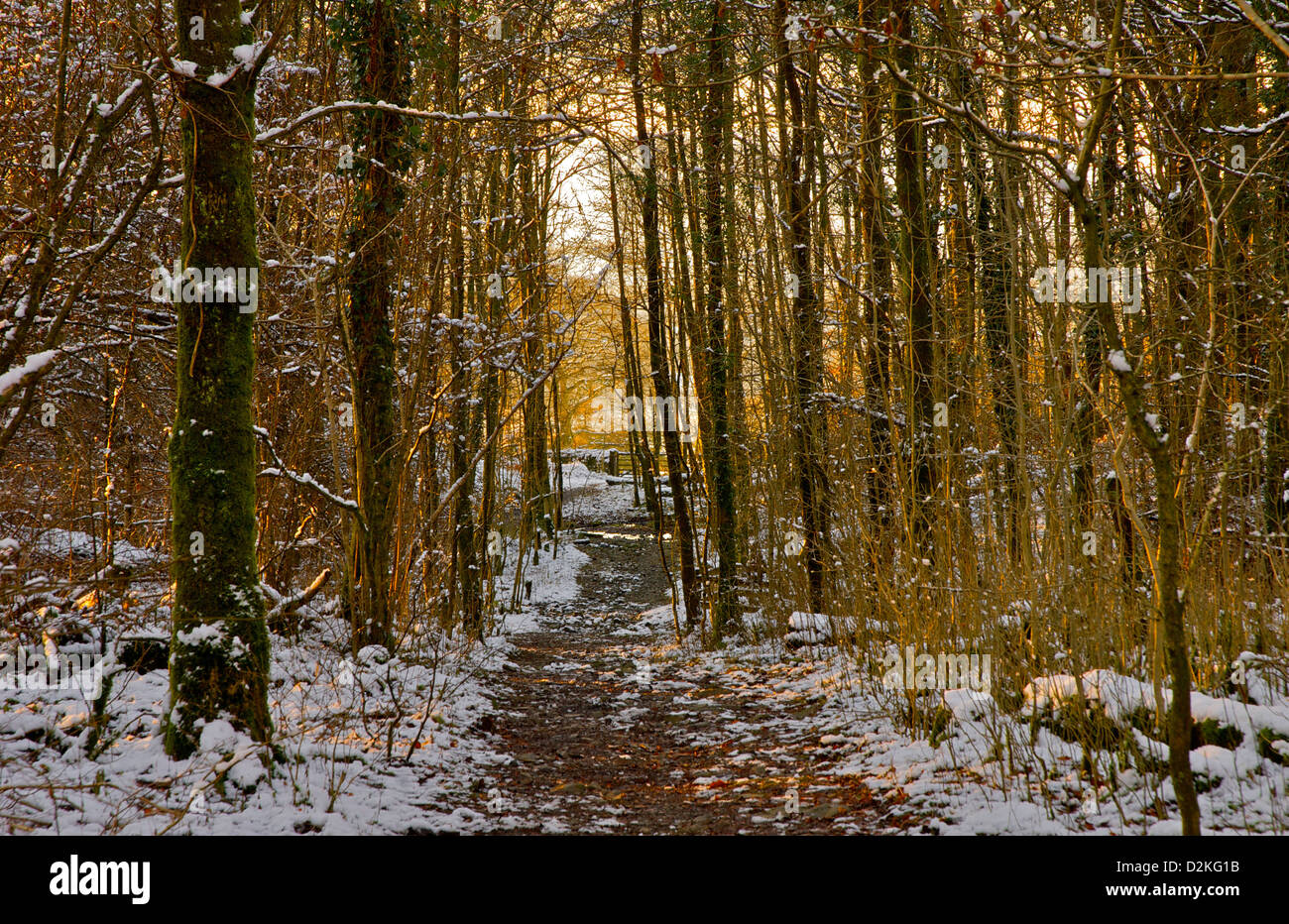 Après-midi d'hiver dans les bois près de Windermere, Parc National de Lake District, Cumbria, Angleterre, Royaume-Uni Banque D'Images