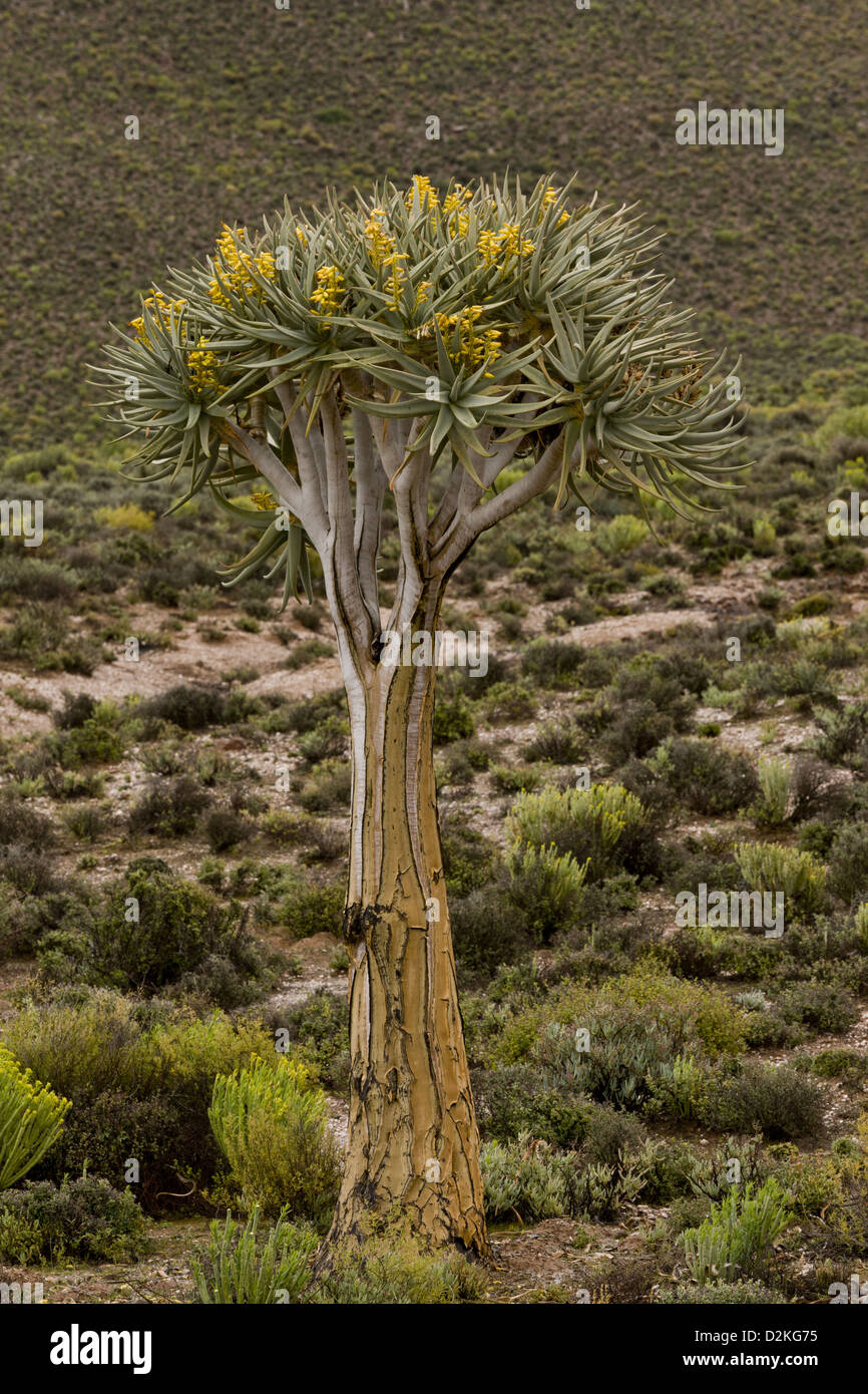 Quiver Tree (Aloe dichotoma) en fleur, le Namaqualand, Afrique du Sud Banque D'Images