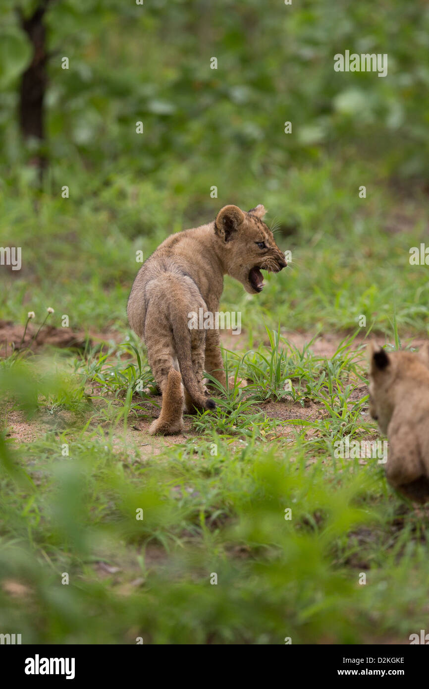 Des lionceaux bébé dans la nature, d'Afrique, Zambie Banque D'Images
