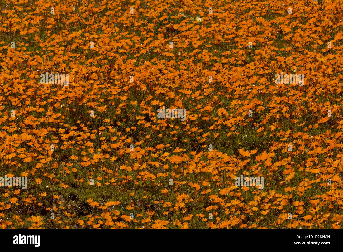 Marguerites (Orange) dans cakilefolia Ursinia Skilpad Réserve Naturelle, Parc National Namaqua Namaqua, Désert, Afrique du Sud Banque D'Images