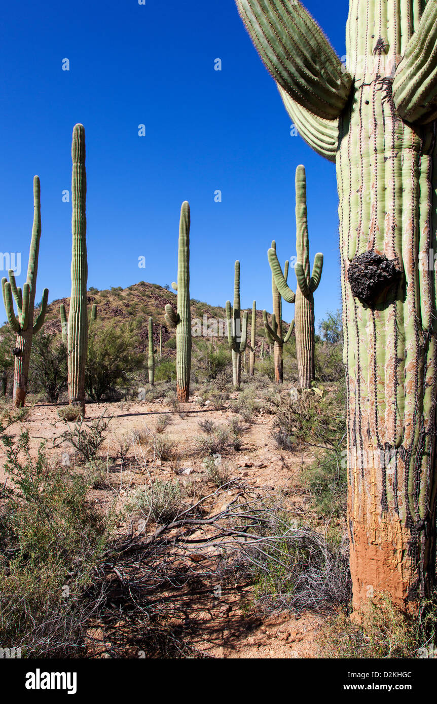 Cactus géants Saguaro dans N.P. , Arizona, USA Banque D'Images