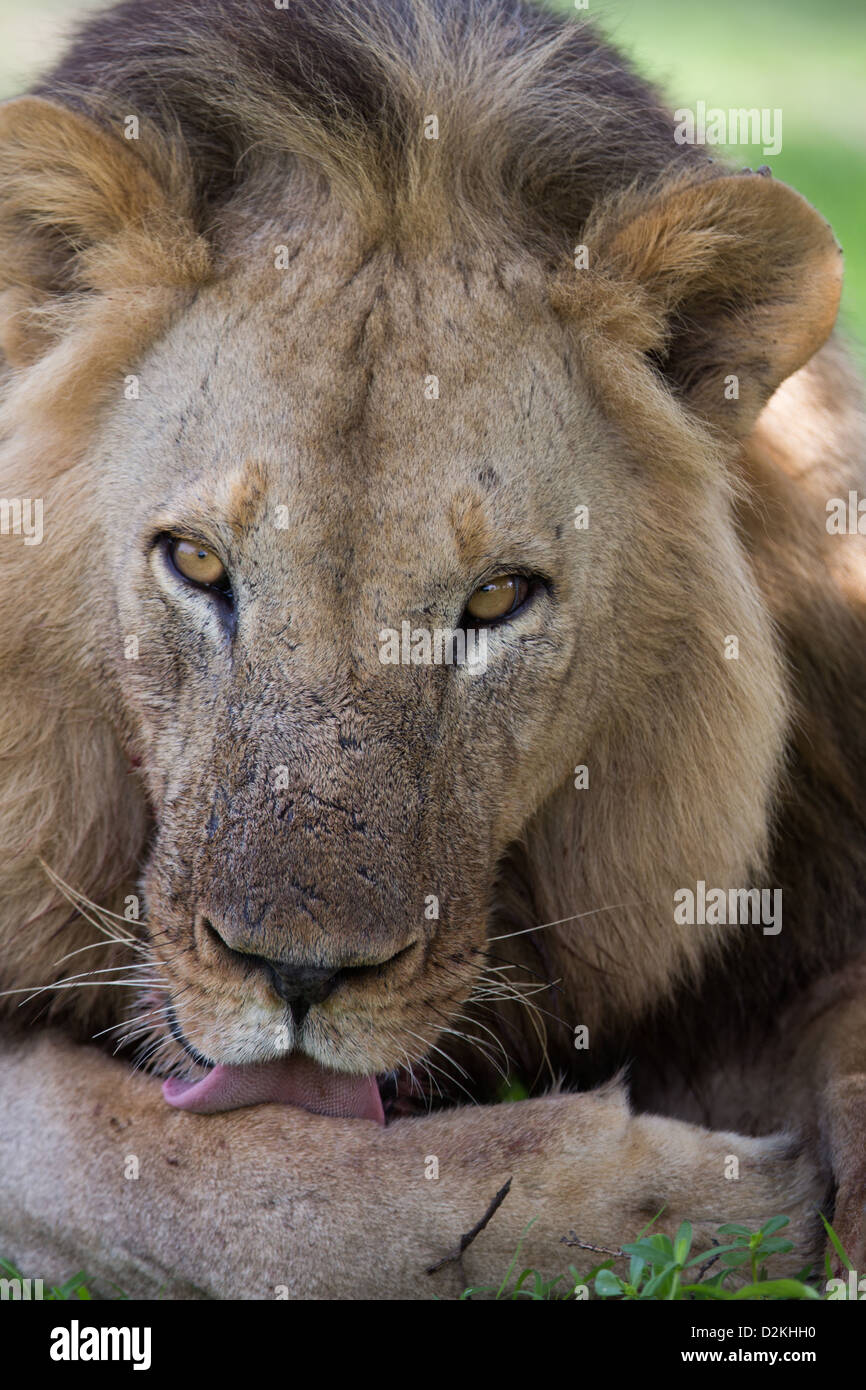 Portrait Lion sauvage, l'Afrique, Zambie Banque D'Images