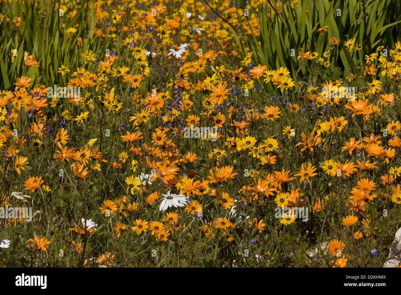 Masses de fleurs sauvages, principalement des marguerites annuel, près de Clanwilliam, Western Cape, Afrique du Sud Banque D'Images