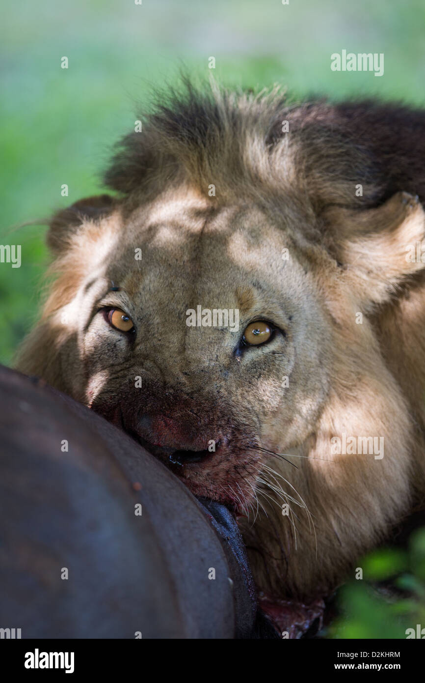 Lion mangeant une carcasse morte Banque D'Images