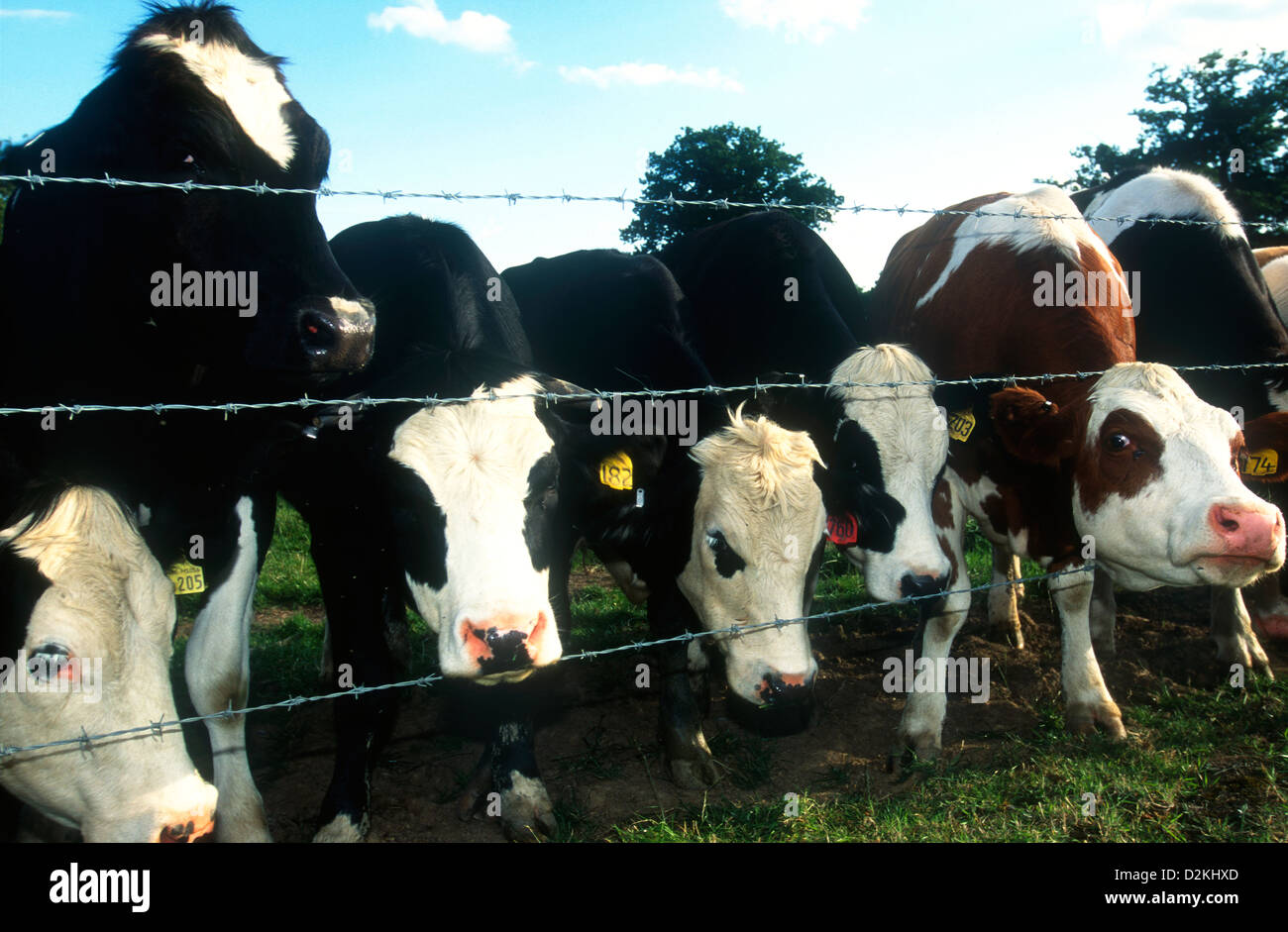 Vaches dans un champ, au Royaume-Uni. Banque D'Images