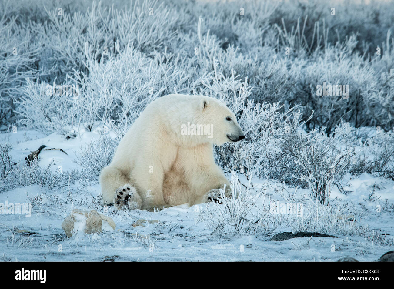 L'ours blanc, Ursus maritimus, assis parmi les wiilows dans le gel, près de Hudson Bay, Cape Churchill, Manitoba, Canada Banque D'Images