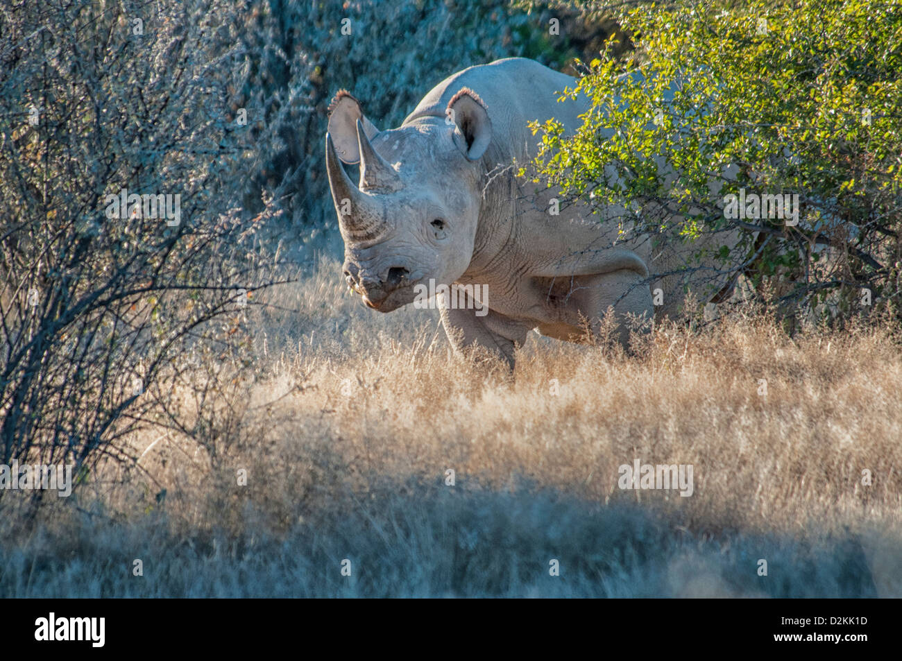 Crochet ou noir-lipped Rhinoceros, Diceros bicornis, Etosha, Namibie, le sud de l'Afrique de l'Ouest Banque D'Images