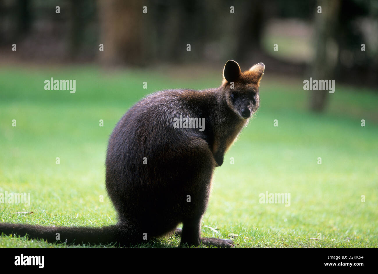 L'Australie, de la faune, des animaux indigènes, Swamp Wallaby. (Wallabia bicolor) Banque D'Images