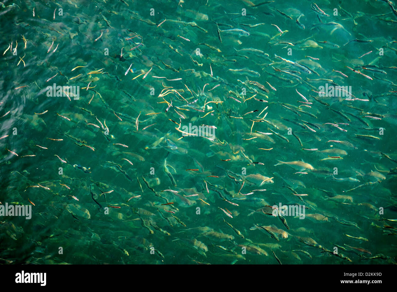 Les poissons d'eau salée la scolarité, USA Banque D'Images