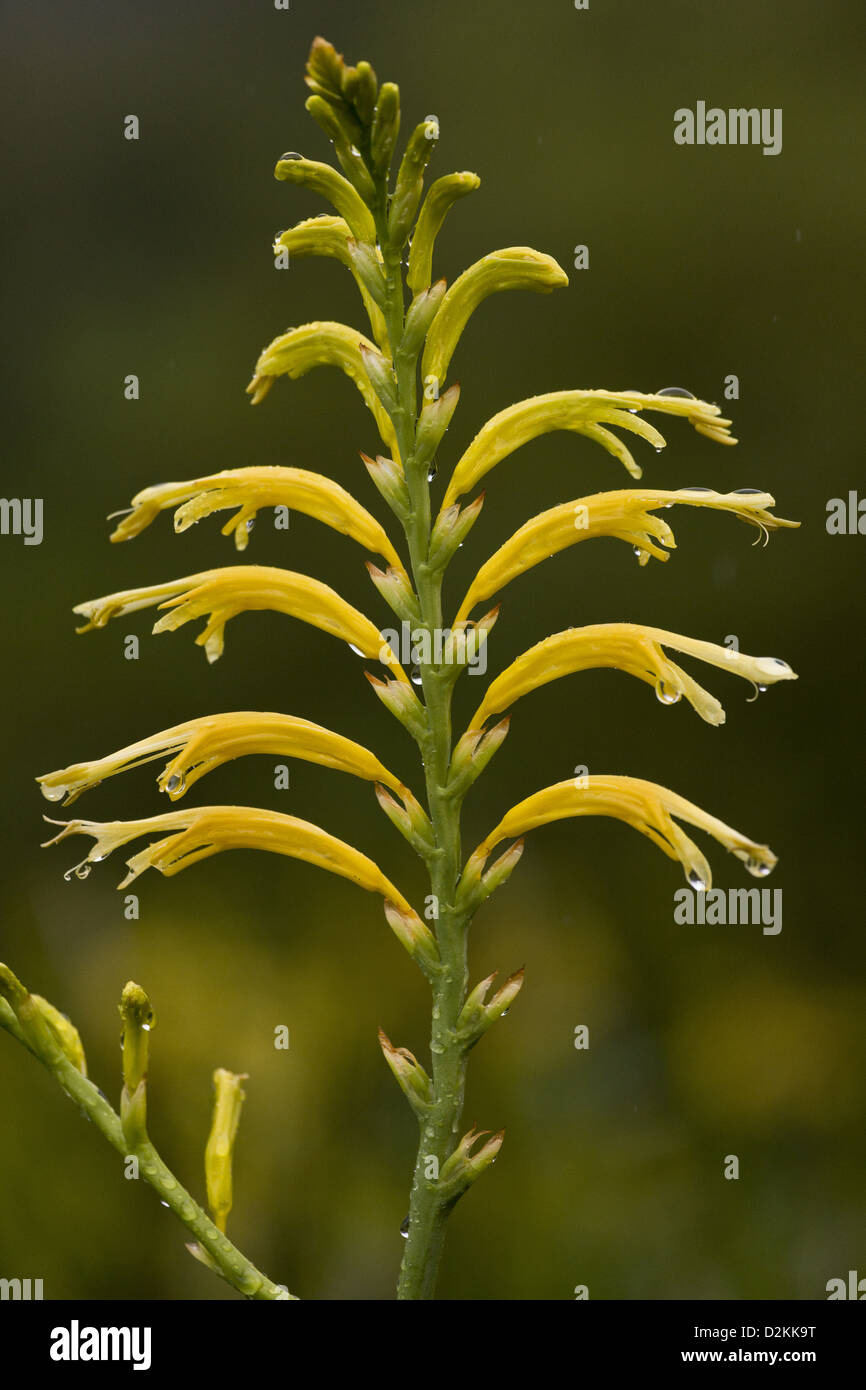 Un Cobra Lily (Chasmanthe floribunda) dans sa forme jaune, close-up, Western Cape, Afrique du Sud. Un iris endémique au parent. Banque D'Images