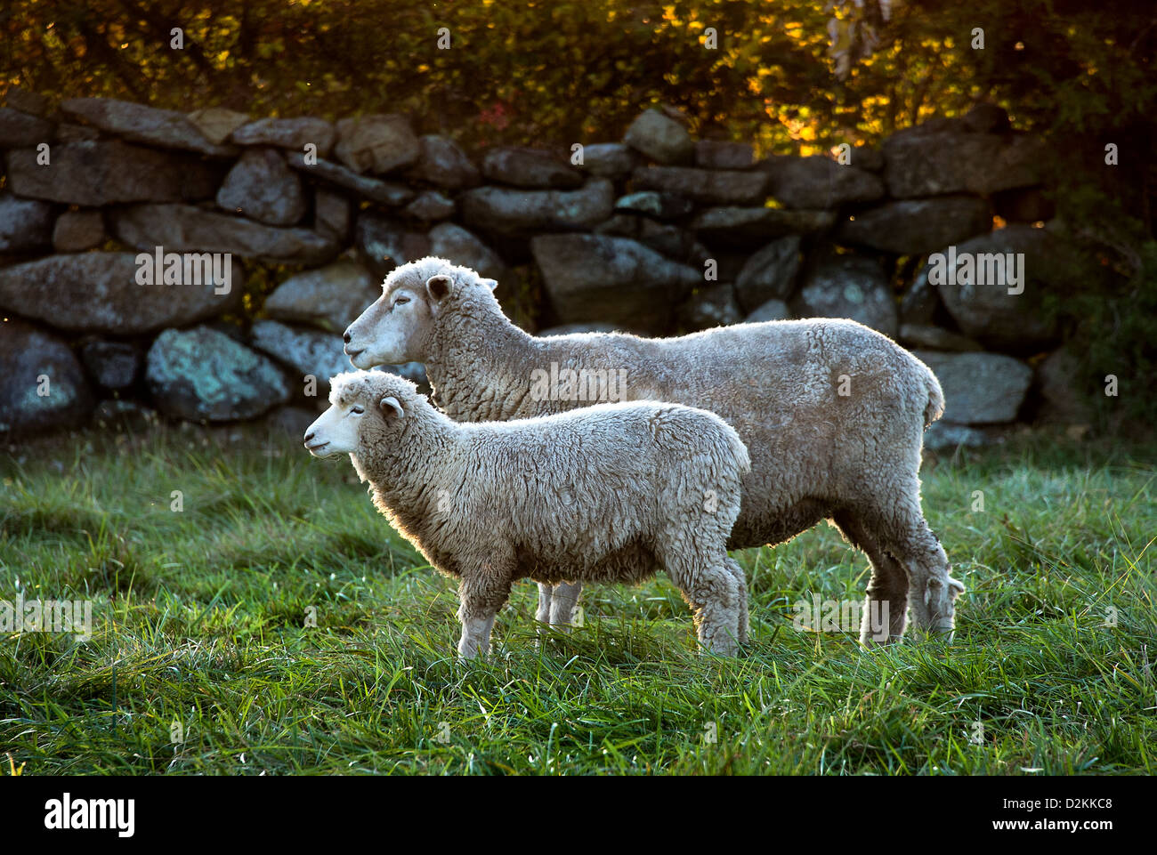 Moutons dans un pâturage, Martha's Vineyard, Massachusetts, USA, Banque D'Images