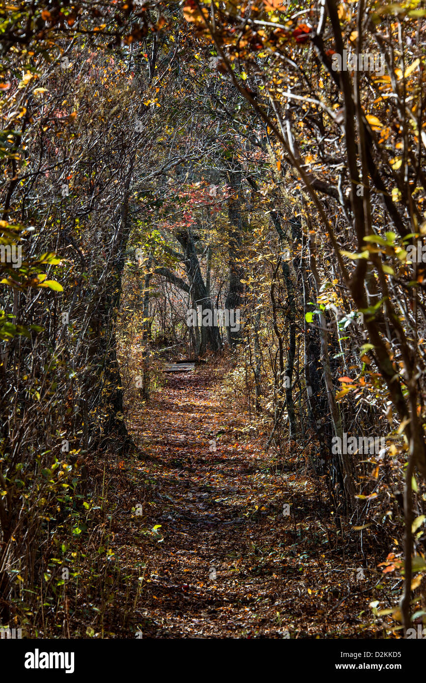 Sentier de randonnée forestiers, Martha's Vineyard, Massachusetts, USA Banque D'Images