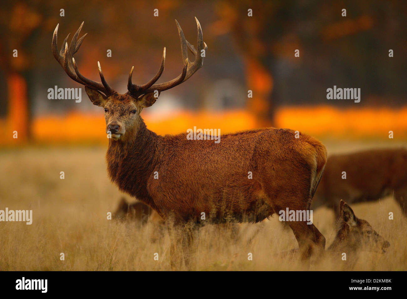 Cerfs mâles à Richmond Park sur une après-midi hivers Banque D'Images