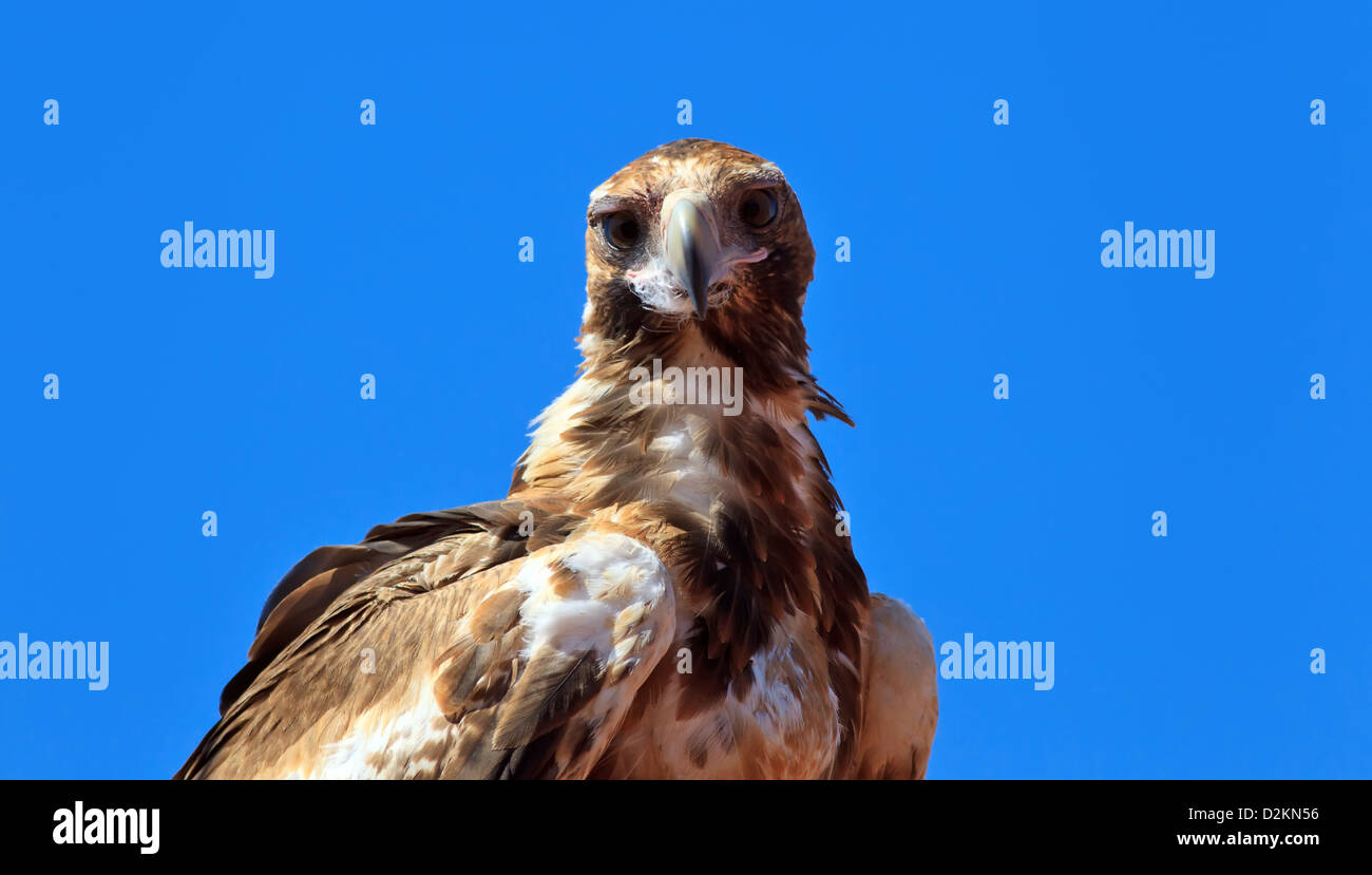 Cale australienne portrait Eagle Tail Banque D'Images
