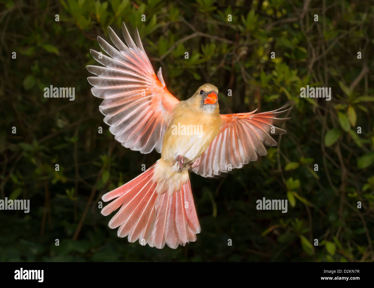 Femelle cardinal du nord (Cardinalis cardinalis) en vol avec ailes écarlées, gros plan Banque D'Images