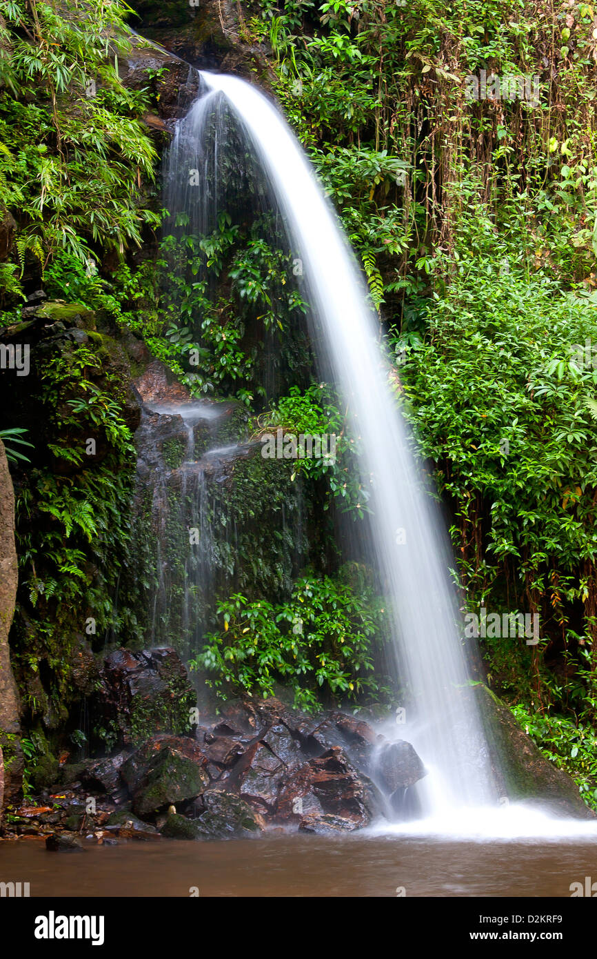 Cascade monta creek nature de ces prix en racine de tapioca tropical frais. Banque D'Images