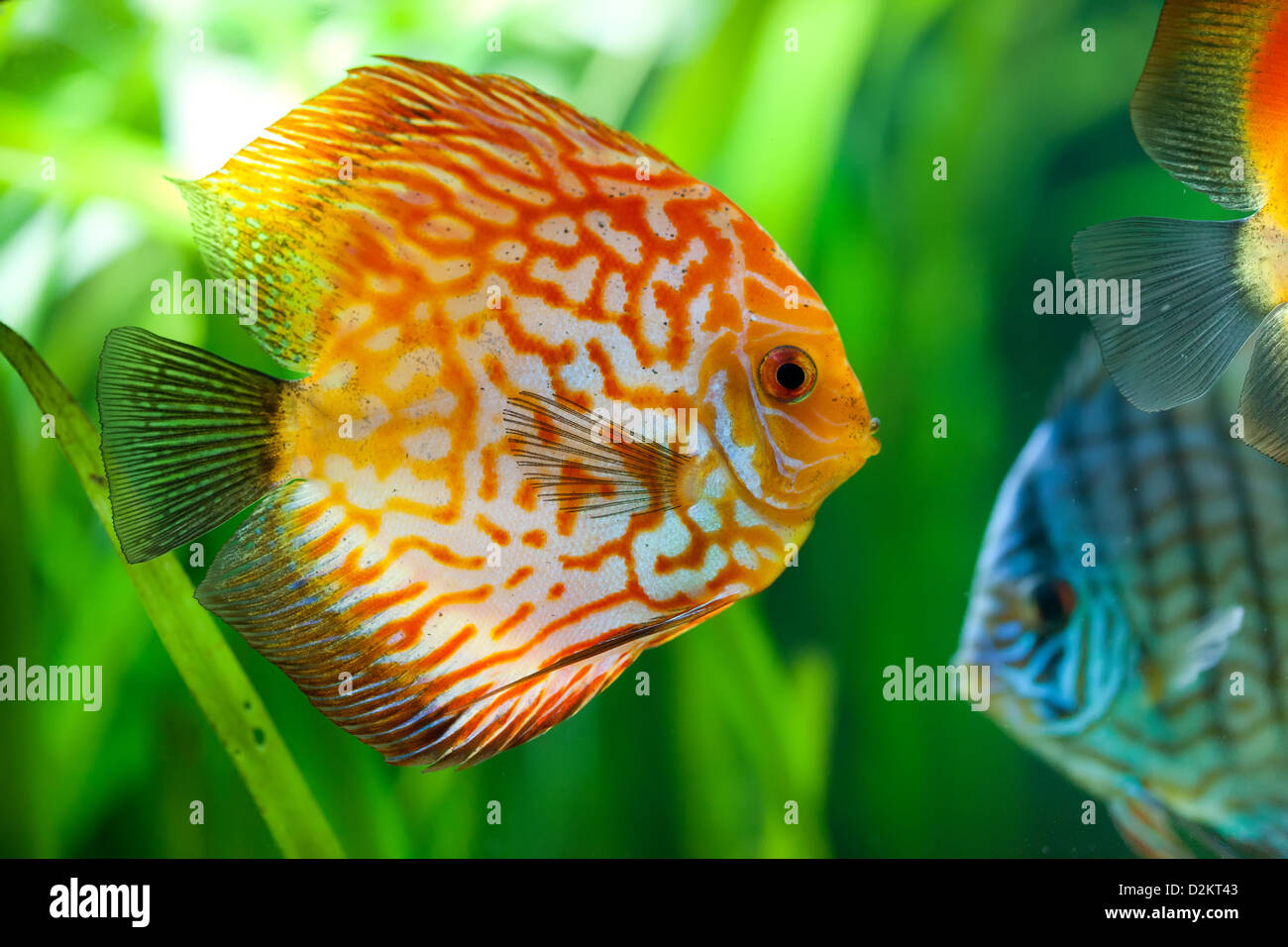 Symphysodon discus dans un aquarium sur un fond vert Banque D'Images