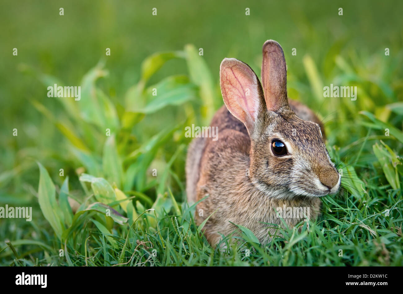 Lapin lapin mange de l'herbe dans le jardin Banque D'Images
